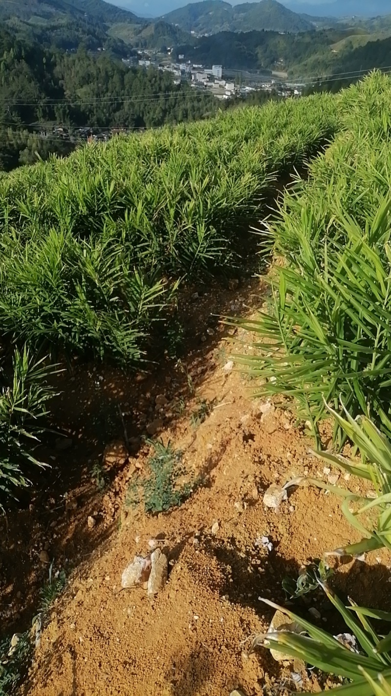 自家种植的生姜