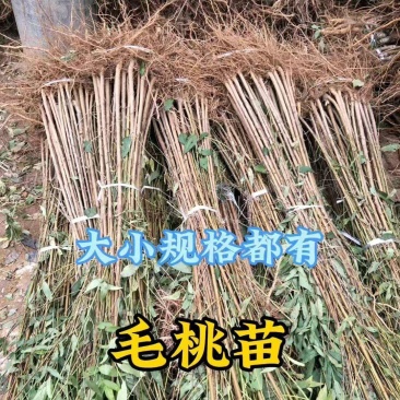 毛桃树苗占地苗/野生桃子树苗四川发货/欢迎下单