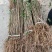 毛桃树苗占地苗/野生桃子树苗四川发货/欢迎下单