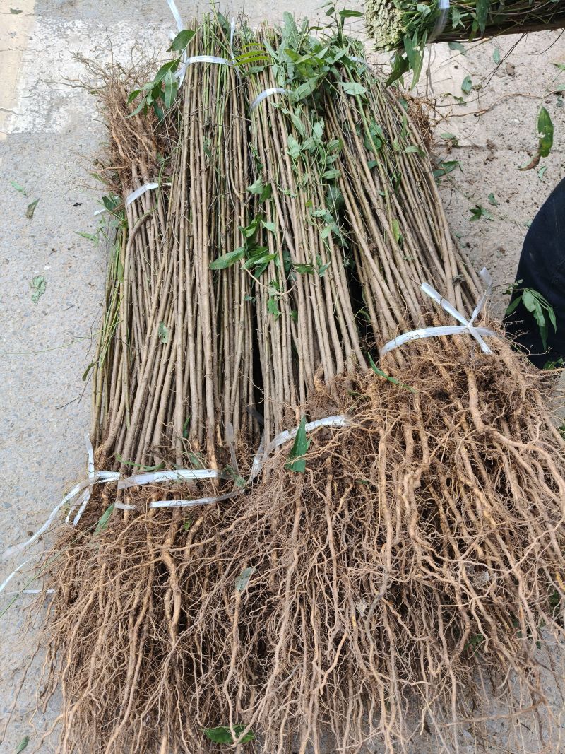 毛桃树苗占地苗/野生桃子树苗四川发货/欢迎下单