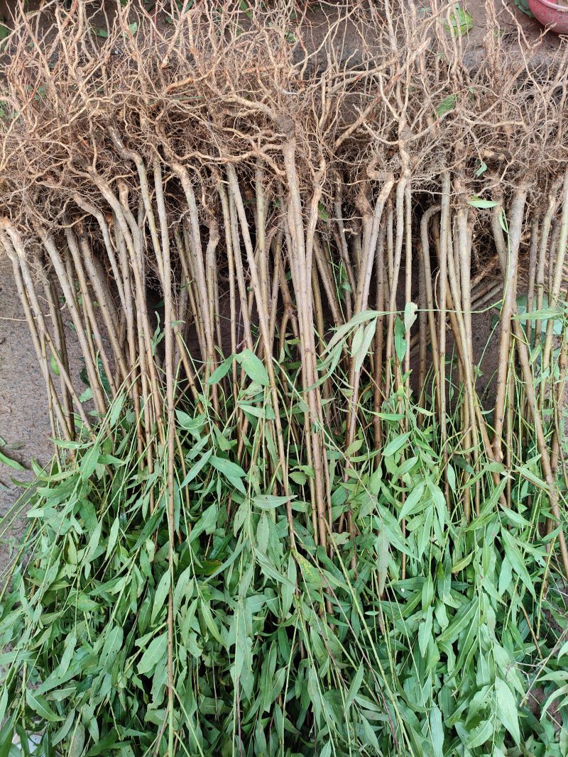 毛桃树苗占地苗/野生桃子树苗四川发货/欢迎下单
