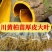四川黄柏树苗超厚皮大叶苗基地直供批发零售