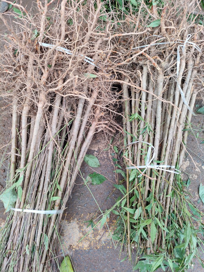 毛桃树苗占地苗/野生桃子树苗四川发货/欢迎下单