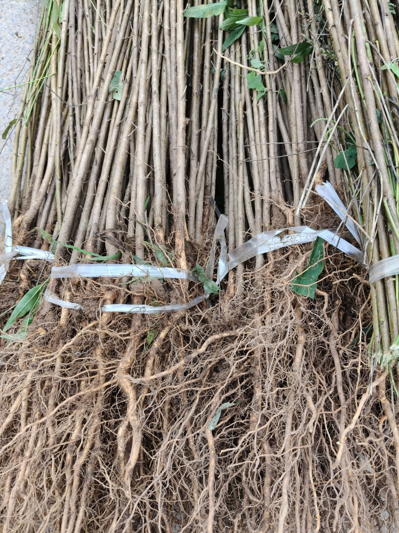 毛桃树苗占地苗/野生桃子树苗四川发货/欢迎下单