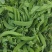 荷兰豆豌豆云南荷兰豆对接电商市场等保质保量
