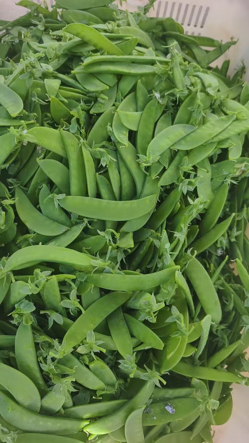荷兰豆豌豆云南荷兰豆对接电商市场等保质保量
