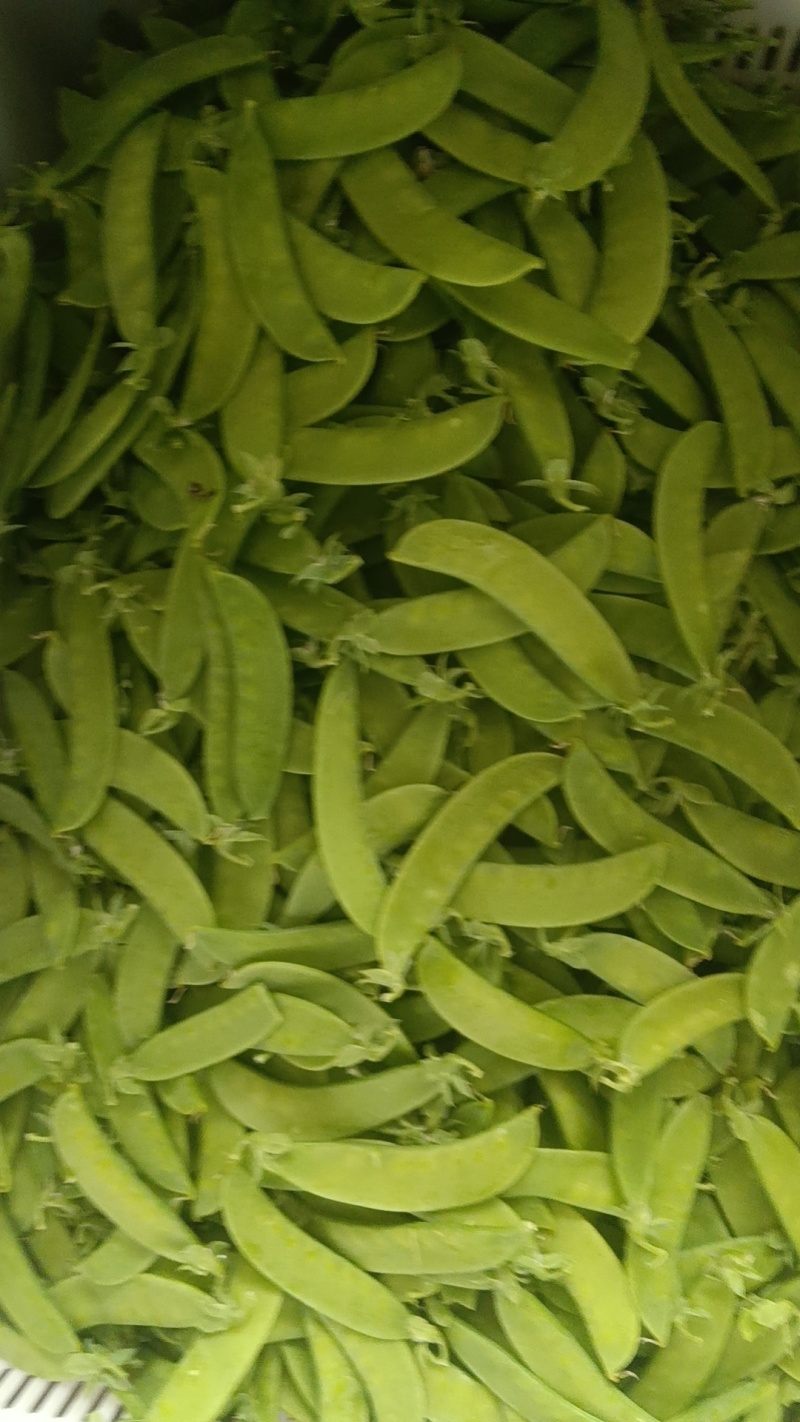 荷兰豆豌豆云南荷兰豆对接电商市场等保质保量