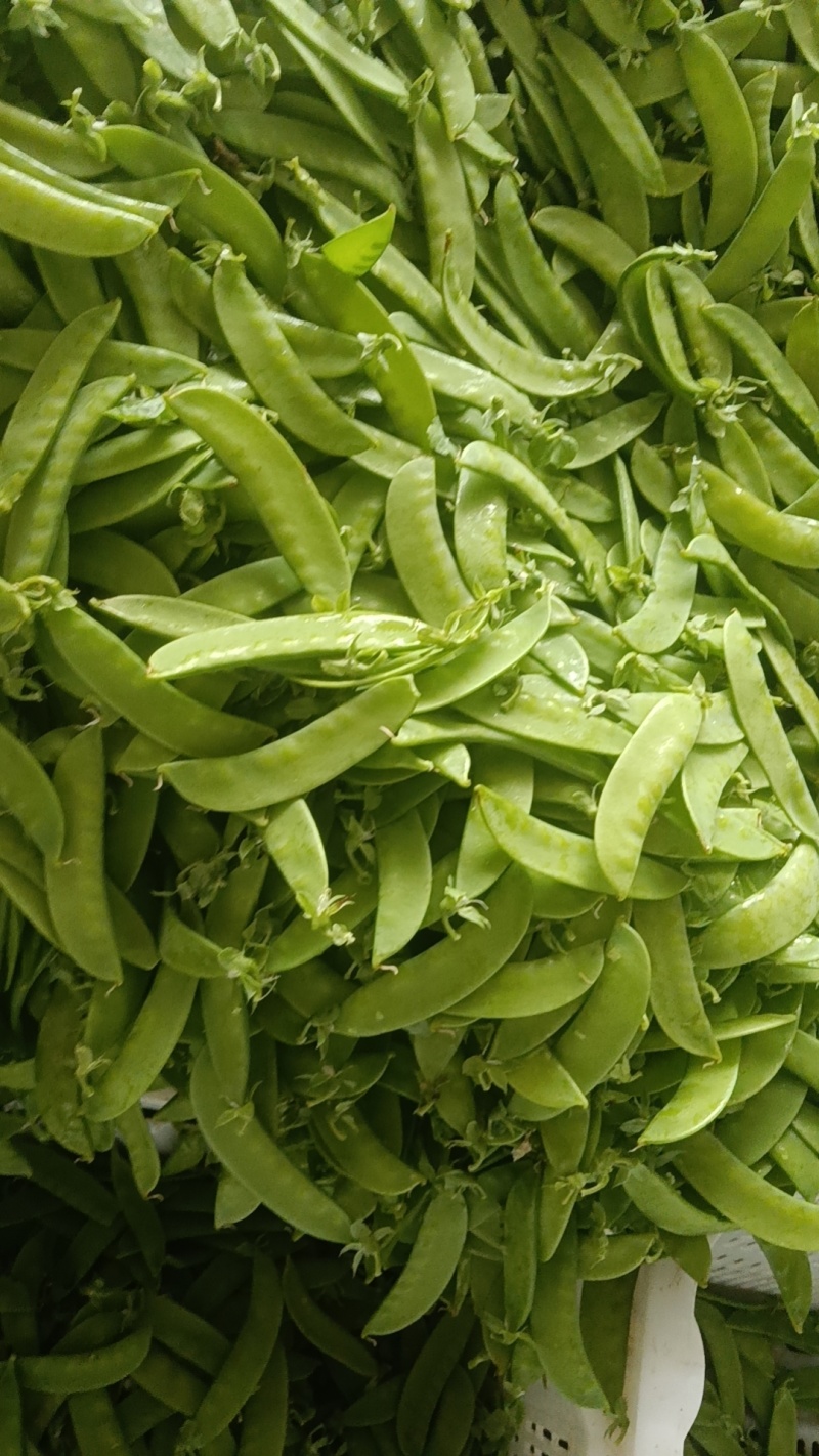 荷兰豆豌豆云南荷兰豆对接电商市场等保质保量