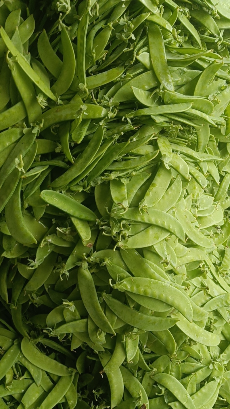 荷兰豆豌豆云南荷兰豆对接电商市场等保质保量