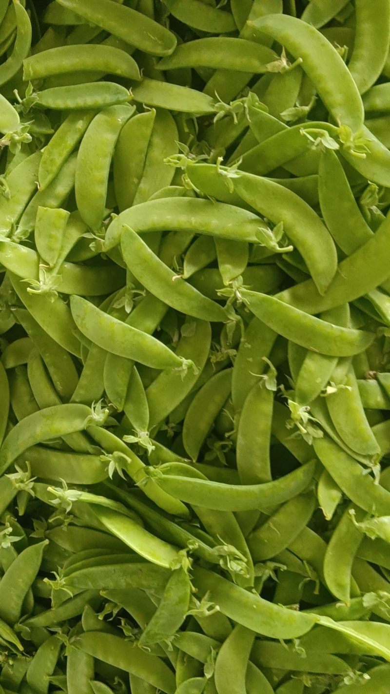 荷兰豆豌豆云南荷兰豆对接电商市场等保质保量