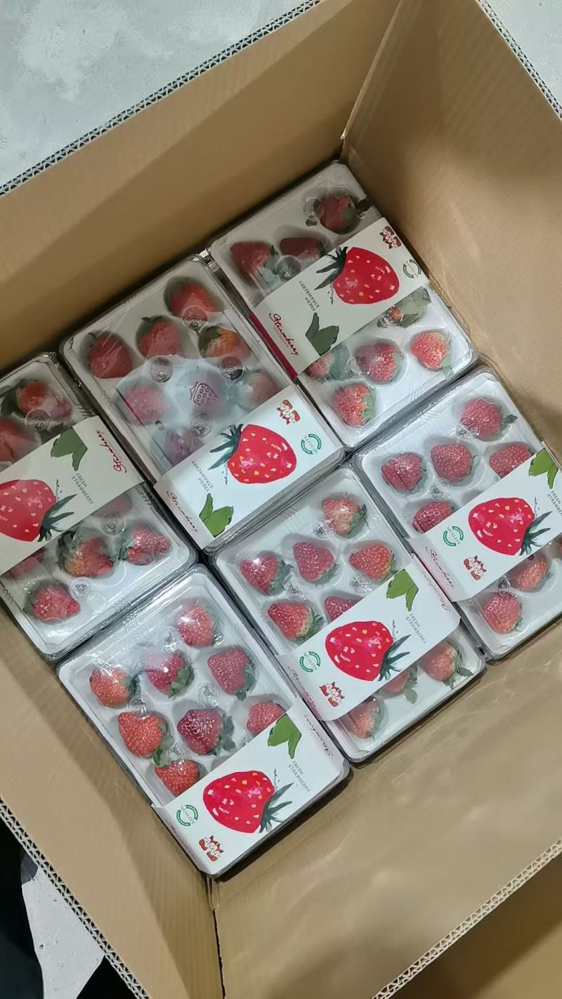 丹东九九草莓胶盒超市市场供货