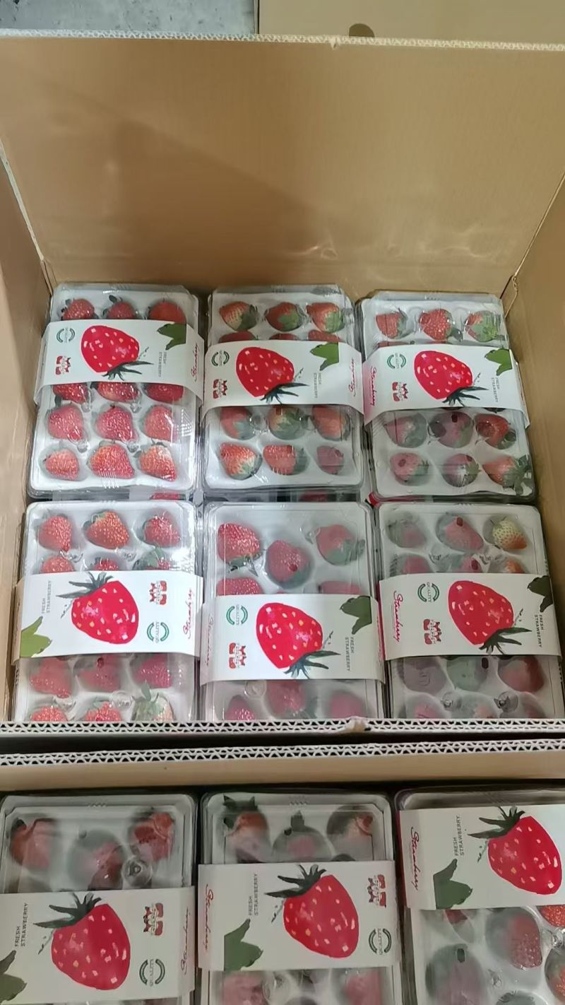 丹东九九草莓胶盒超市市场供货