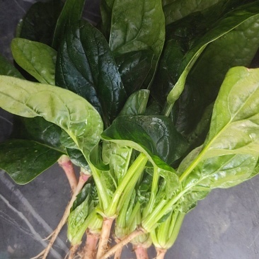 精品趴地菠菜