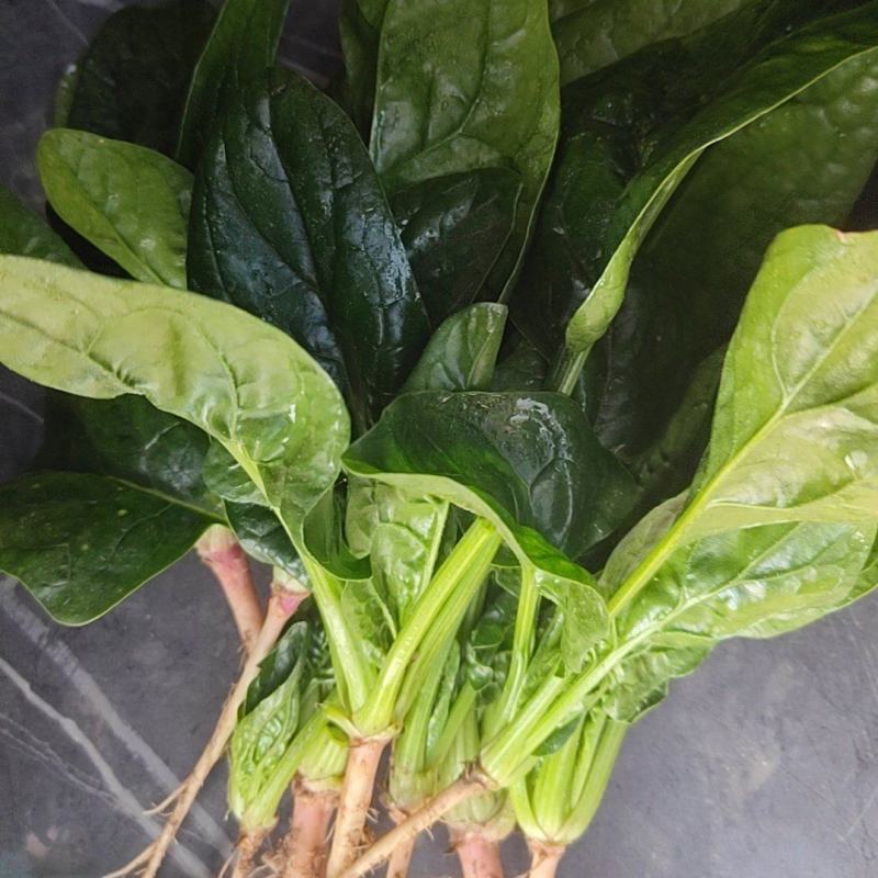 精品趴地菠菜