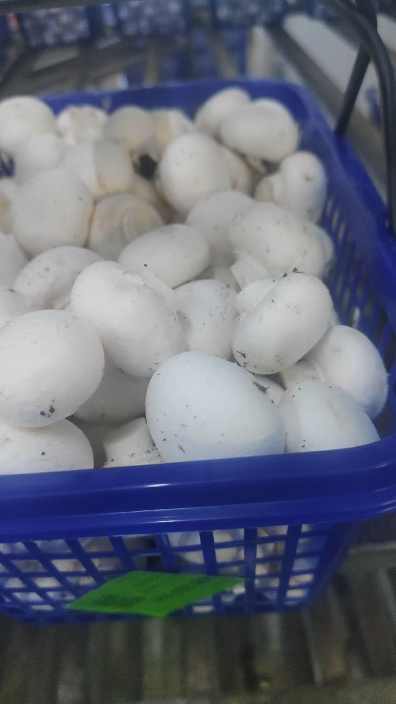 双胞菇