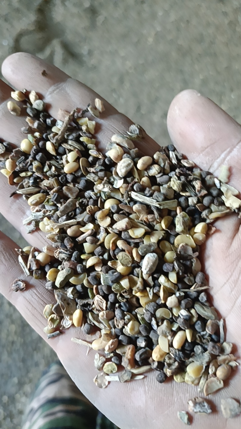 大豆一般