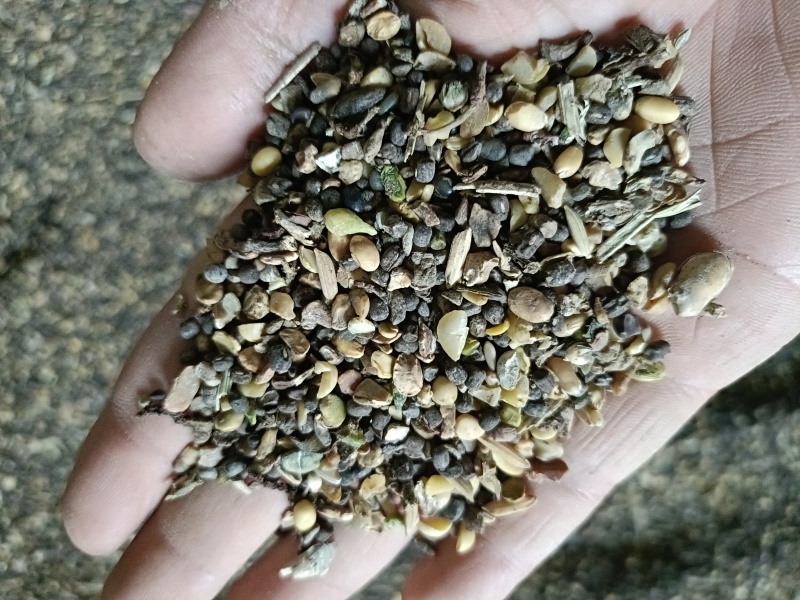 大豆一般