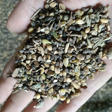 大豆一般