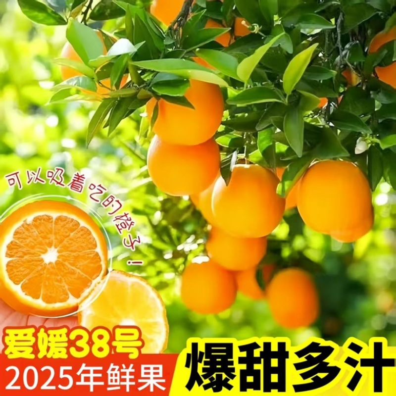 四川眉山爱媛38号果冻橙支持一件代发电商社区团购