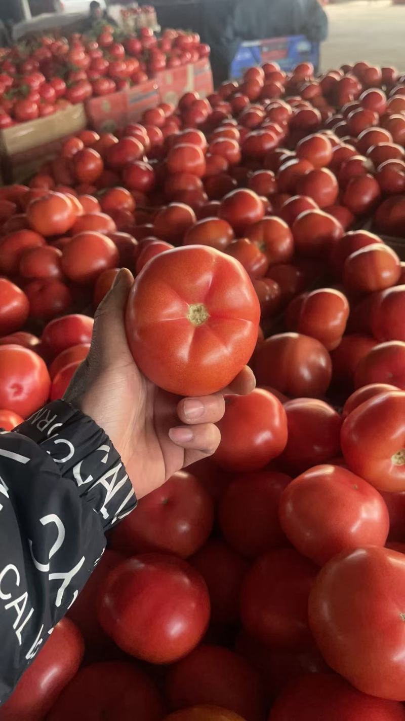 江苏一手货源硬粉西红柿新鲜上市价格美丽对接全国量大从优