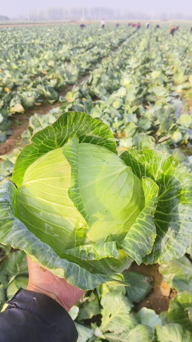 扁包菜，奥奇娜