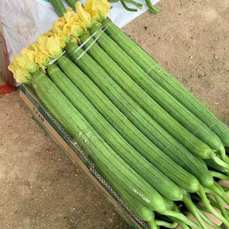江苏鲜花丝瓜对接全国价格美丽质量好走货快欢迎询价热卖中
