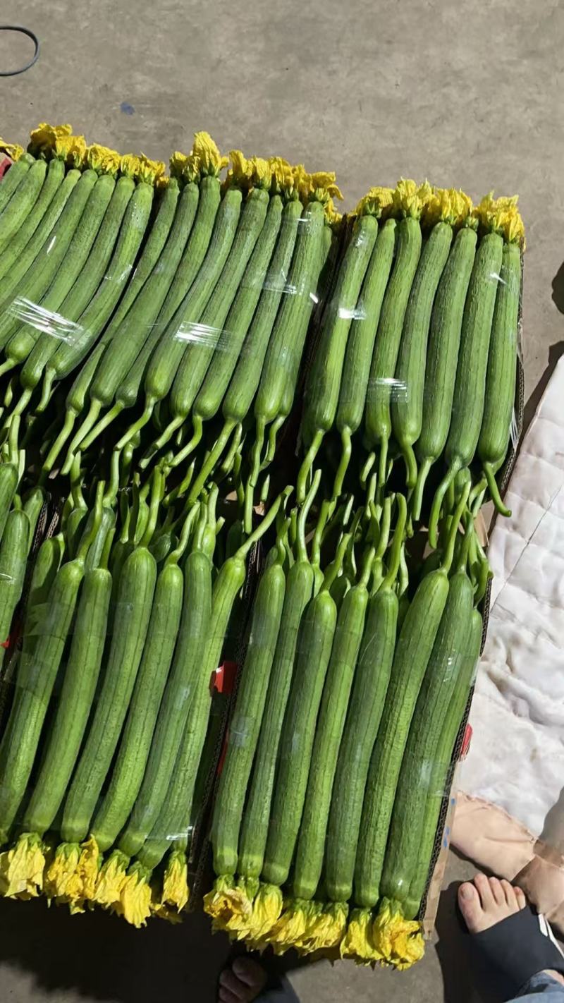 江苏鲜花丝瓜对接全国价格美丽质量好走货快欢迎询价热卖中