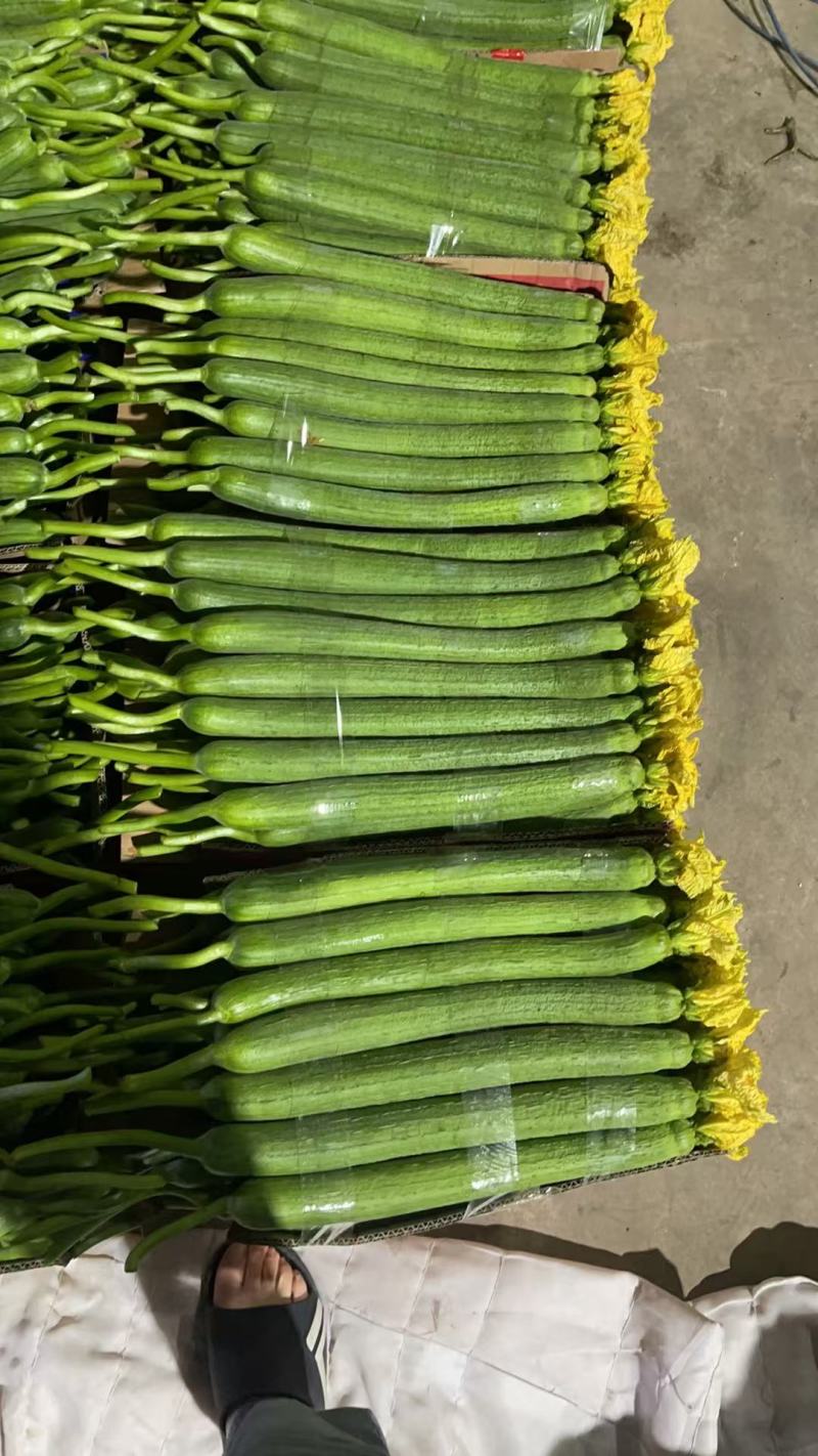 江苏鲜花丝瓜对接全国价格美丽质量好走货快欢迎询价热卖中