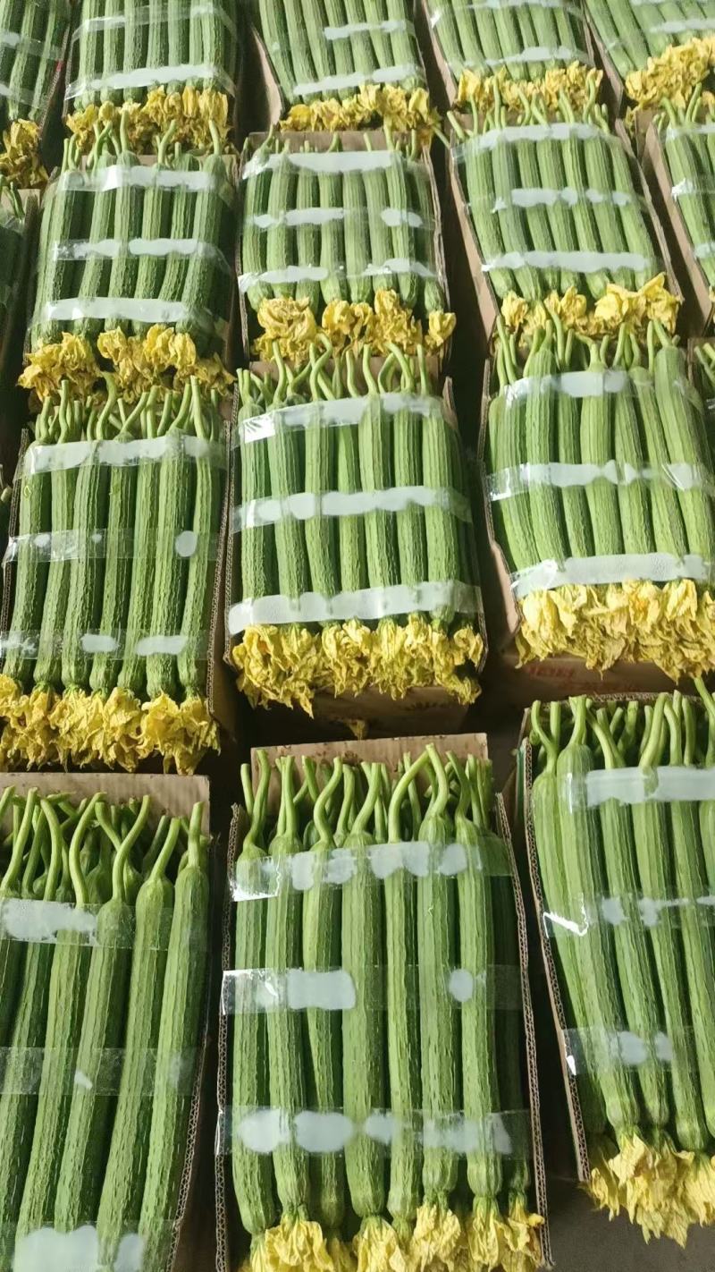 江苏鲜花丝瓜对接全国价格美丽质量好走货快欢迎询价热卖中