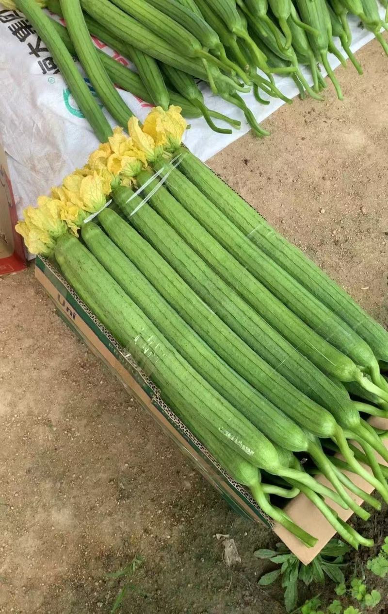 江苏鲜花丝瓜对接全国价格美丽质量好走货快欢迎询价热卖中