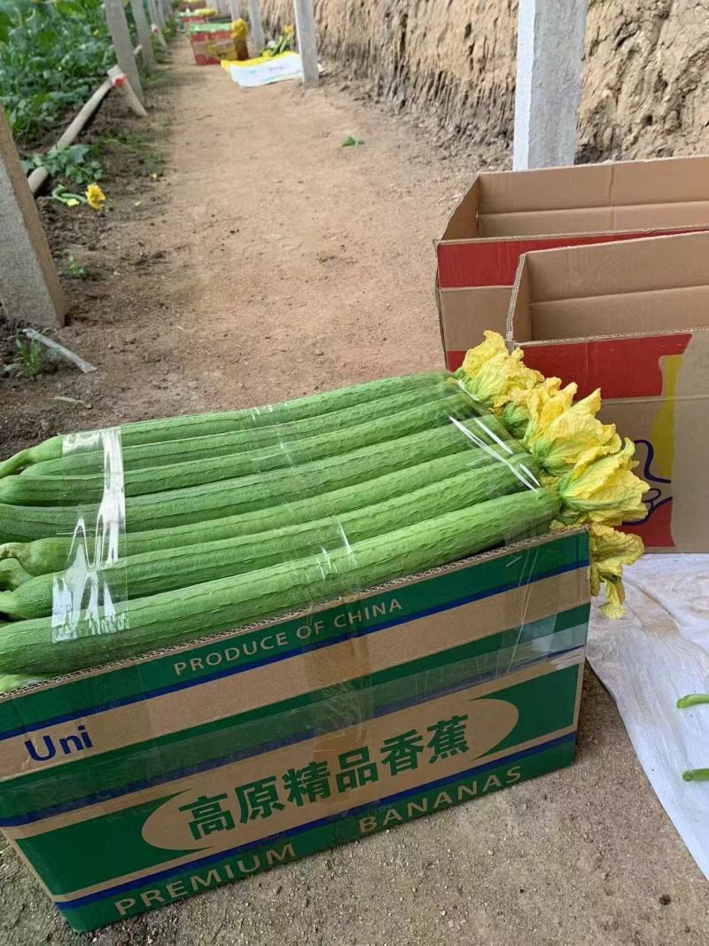 江苏鲜花丝瓜对接全国价格美丽质量好走货快欢迎询价热卖中