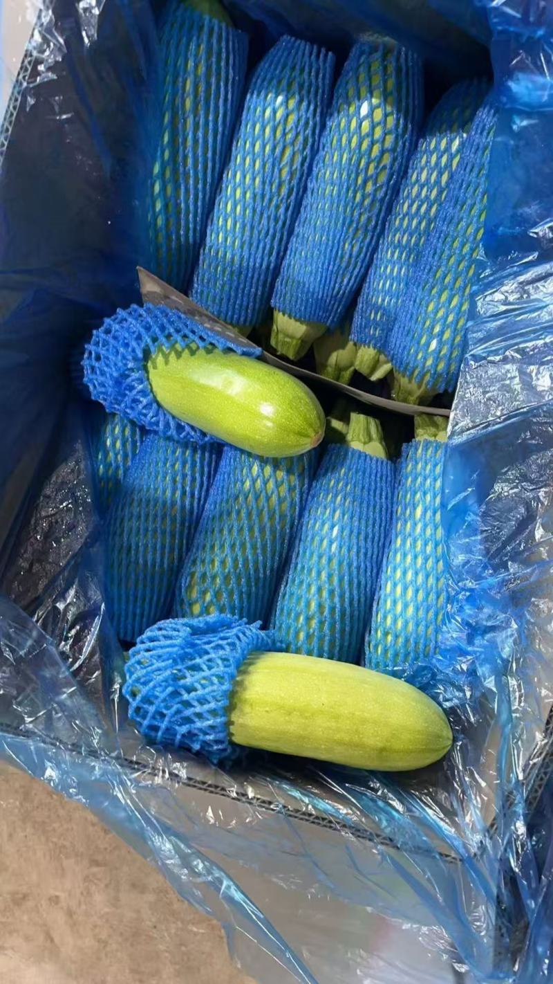 江苏西葫芦对接全国价格美丽量大从优质量好走货快欢迎询价