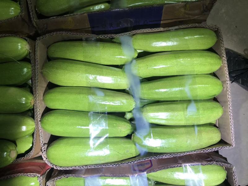江苏西葫芦对接全国价格美丽量大从优质量好走货快欢迎询价
