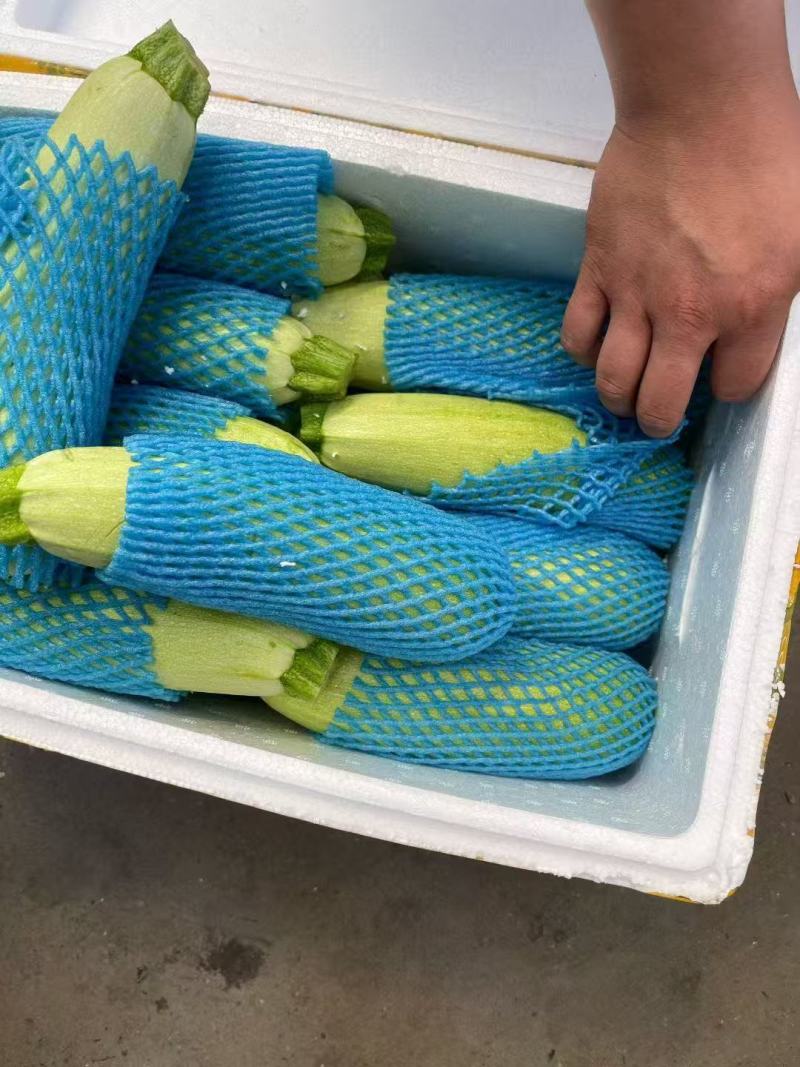 江苏西葫芦对接全国价格美丽量大从优质量好走货快欢迎询价