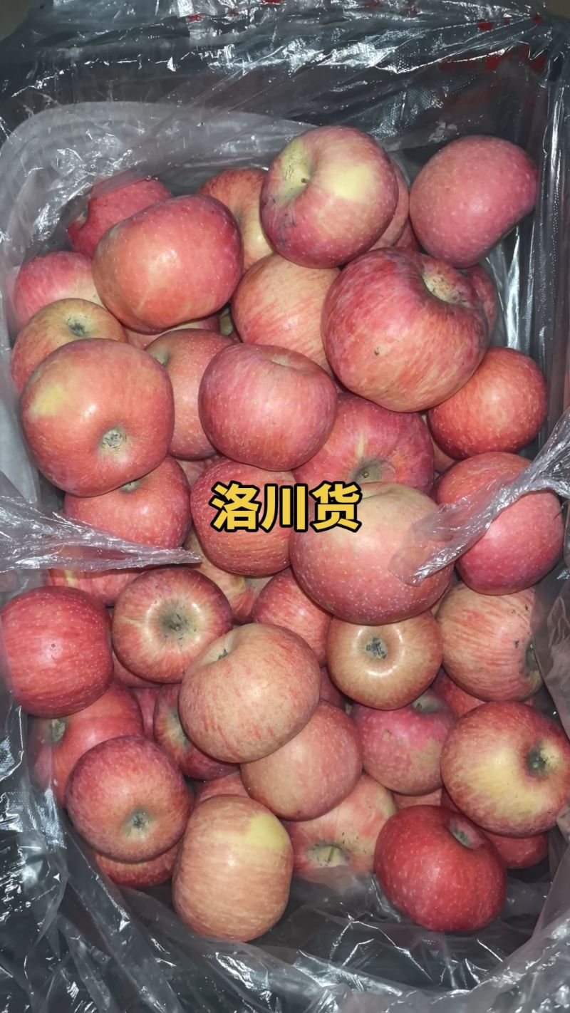 本地货洛川新疆阿红富士苹果，大量有货价格美丽
