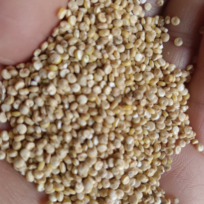 食泉坊白藜麦