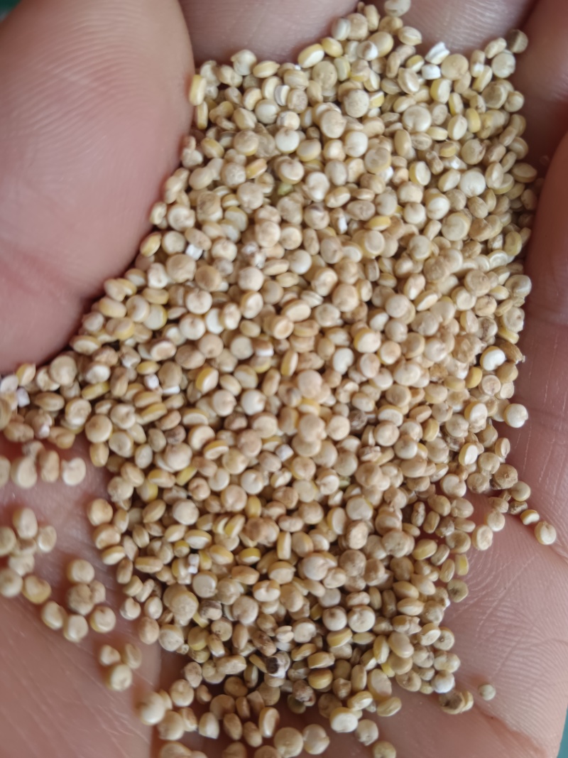 食泉坊白藜麦