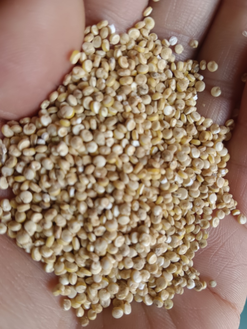 食泉坊白藜麦