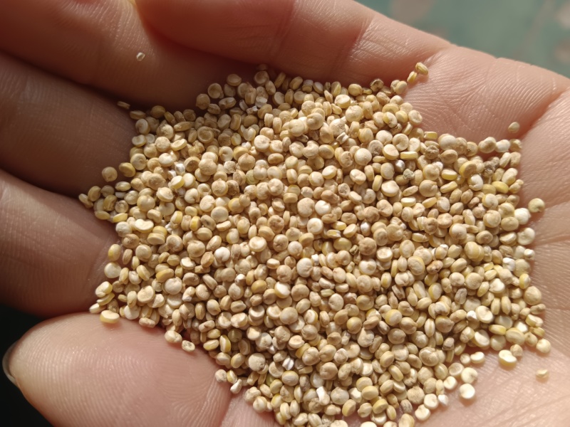 食泉坊白藜麦
