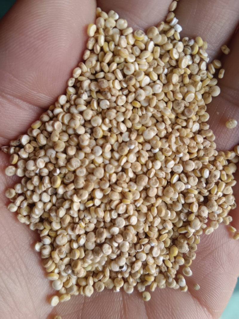 食泉坊白藜麦