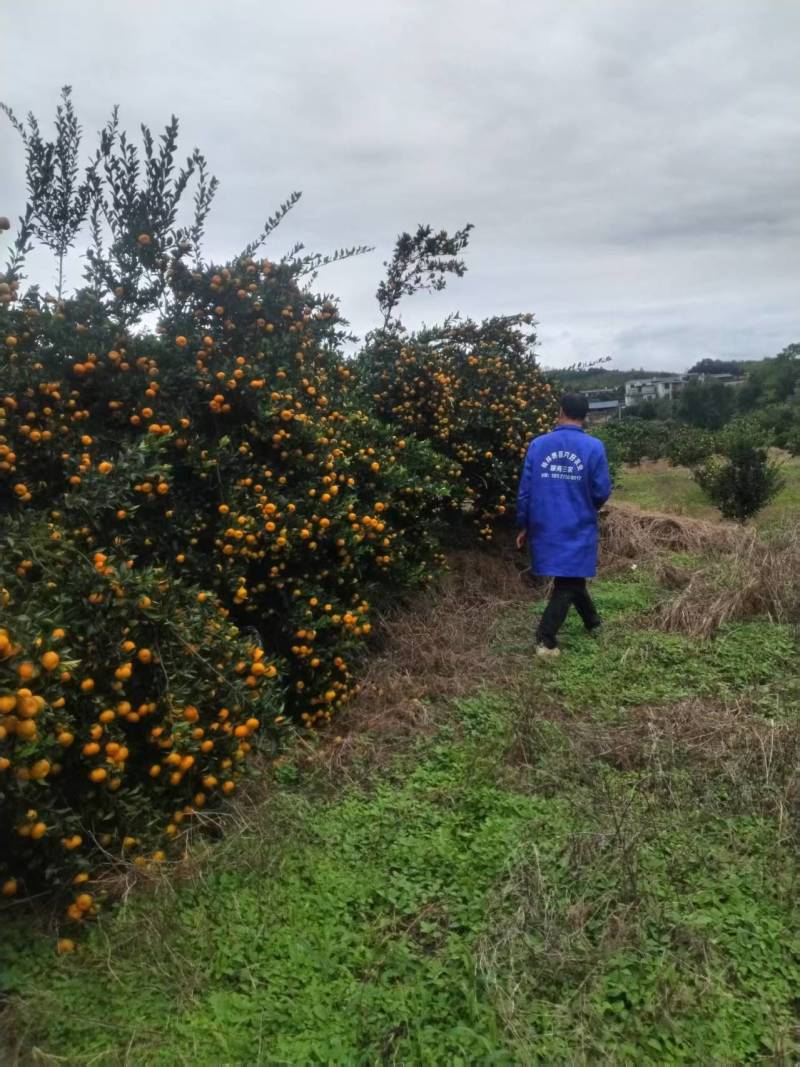 南峰蜜橘大量有货基地直供品质优现摘现发可视频看货欢迎咨询