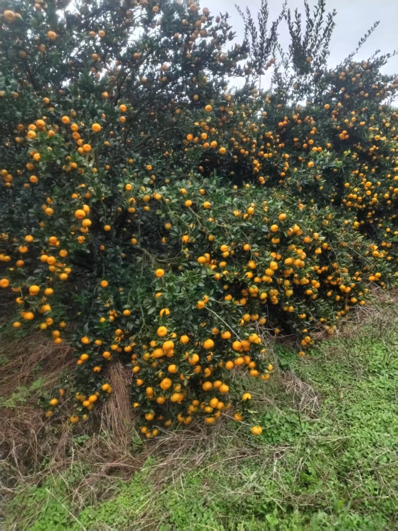 南峰蜜橘大量有货基地直供品质优现摘现发可视频看货欢迎咨询