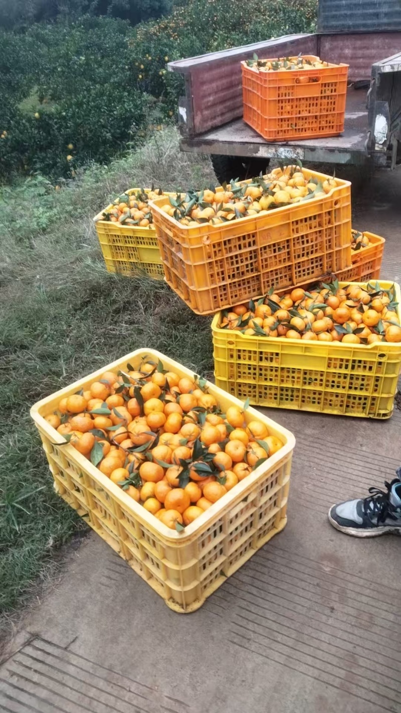 南峰蜜橘大量有货基地直供品质优现摘现发可视频看货欢迎咨询