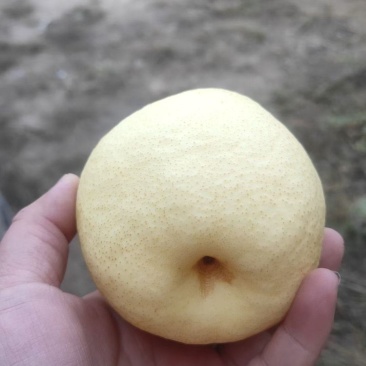 祁县高山甜蜜梨