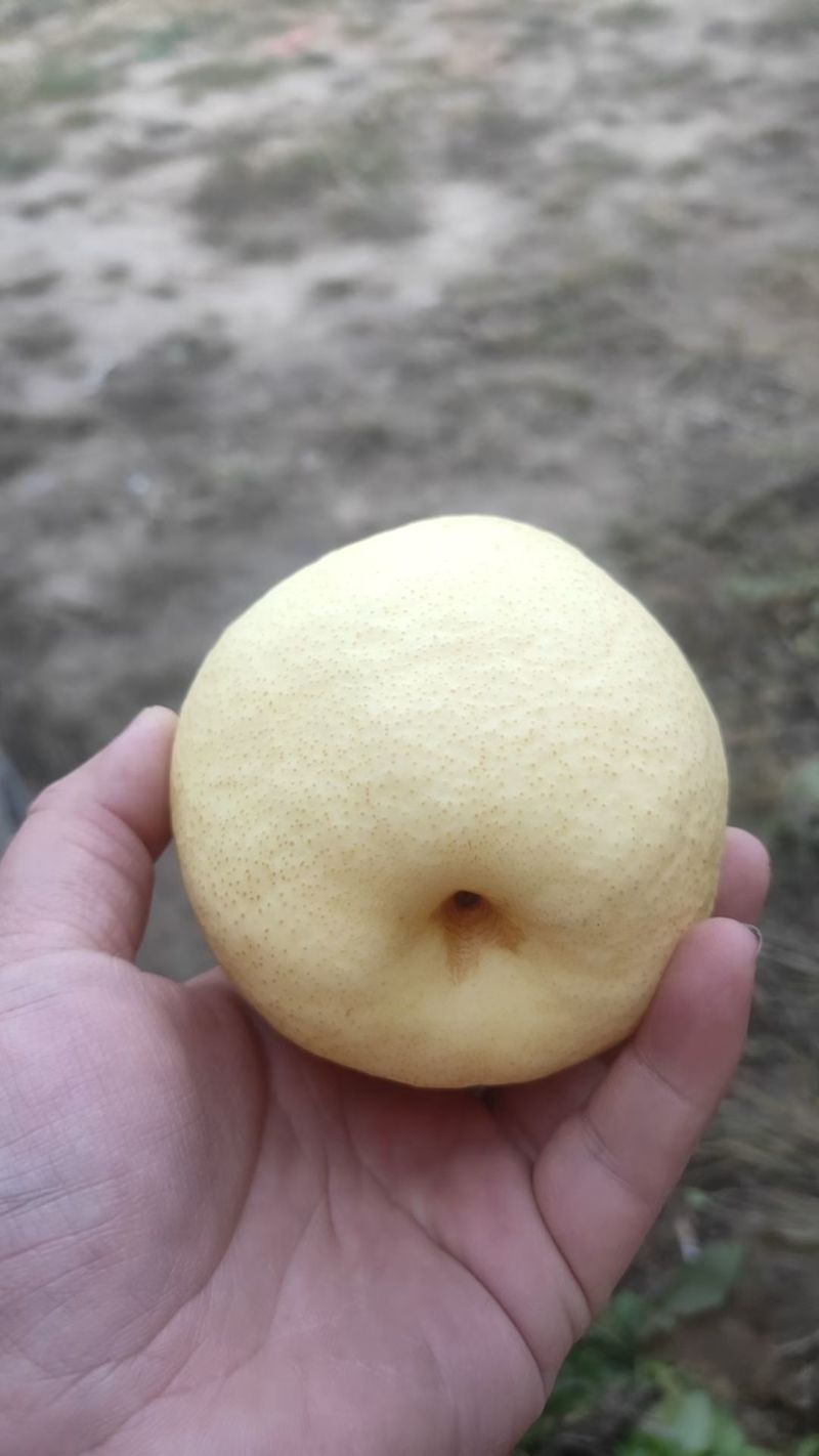 祁县高山甜蜜梨