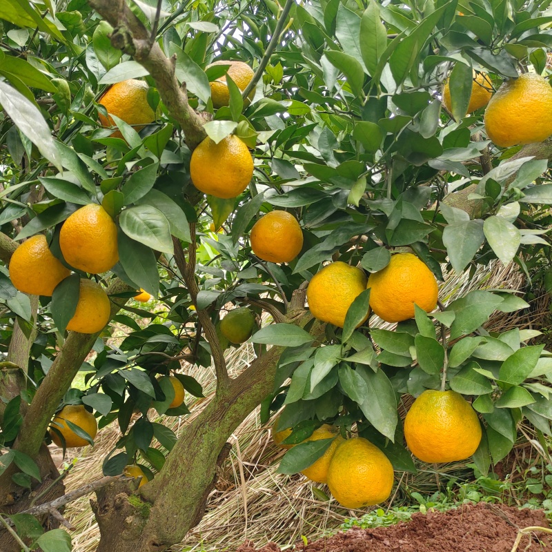 蜜橘大量上市