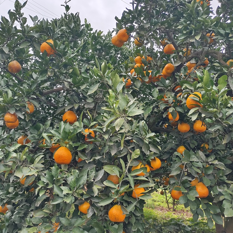 蜜橘大量上市