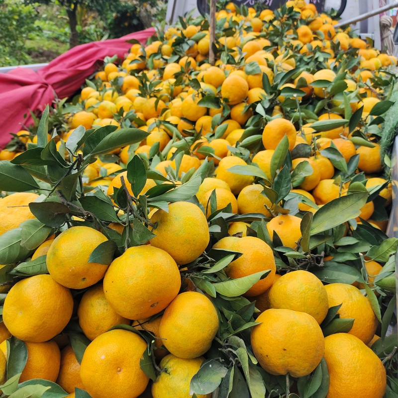 蜜橘大量上市