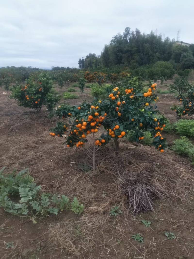 金秋沙糖桔大量有货基地直供品质优现摘现发可视频看货支持整