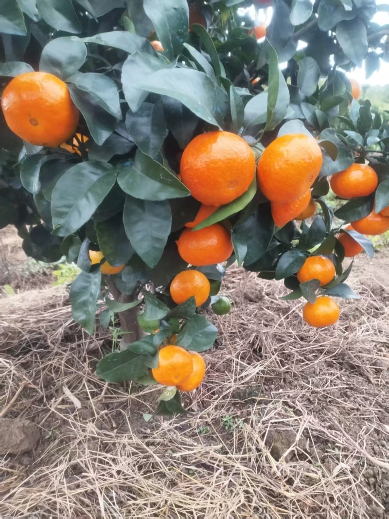 金秋沙糖桔大量有货基地直供品质优现摘现发可视频看货支持整